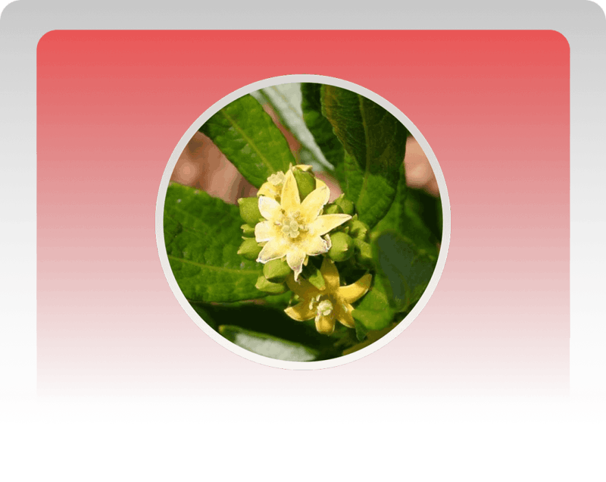 Fadogia Agrestis Top T